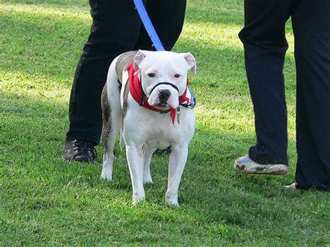 Discuss these focinheira lyrics with the community: Uso correto da focinheira em cães - Meus Animais