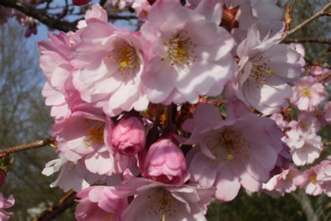 Cherry Blossom Accolade Prunus Accolade
