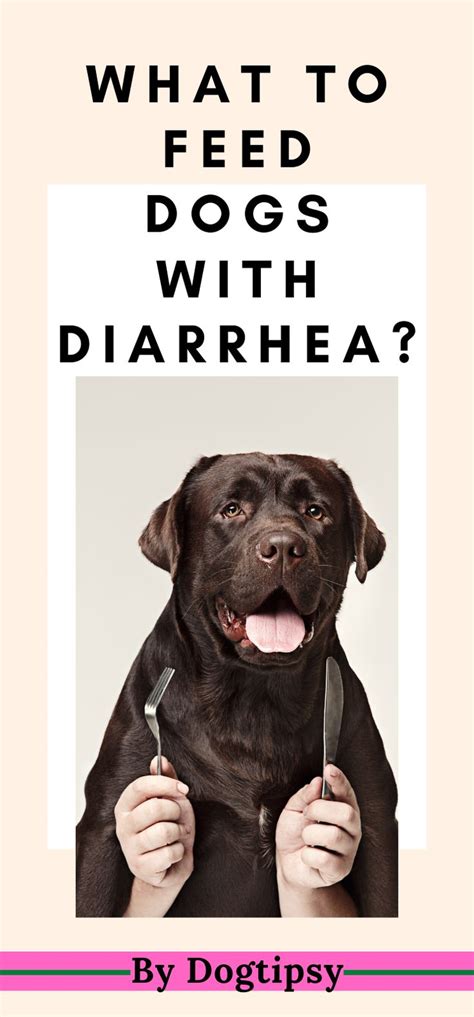 What To Feed Dogs With Diarrhea What To Feed Dogs Diarrhea In Dogs