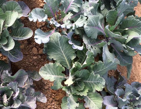 Maybe you would like to learn more about one of these? Alabama Blue Collards, 2 g : Southern Exposure Seed ...