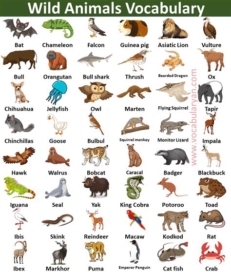 100 Wild Animals Names In English With Picture Vocabularyan