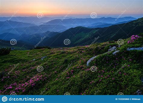Pink Rose Rhododendron Flowers On Early Morning Summer Misty Mountain