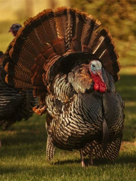 Wild Turkey Subspecies Know About Thanksgiving Bird