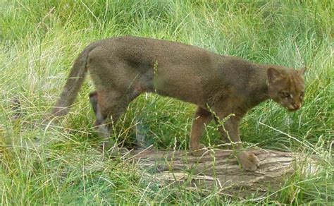 Anyone Ever Seen A Jaguarundi In The Wild Open Hunting Discussion