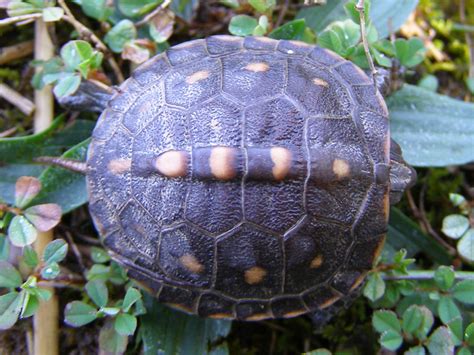 Blue Jay Barrens Baby Box Turtle