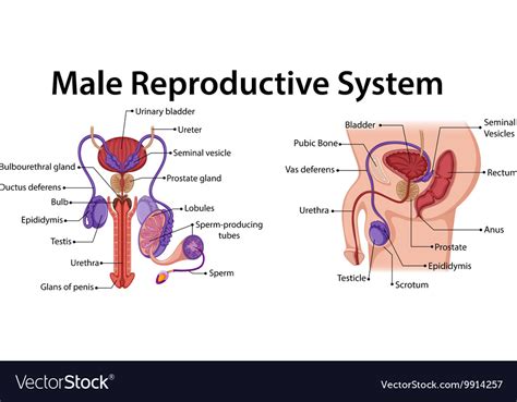 Male Reproductive System Model Labeled