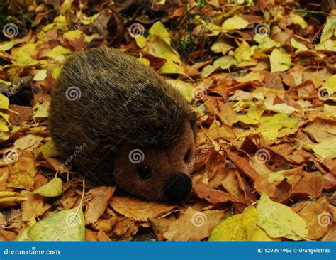 Hedgehog On Leaves Closeup Royalty Free Stock Photography