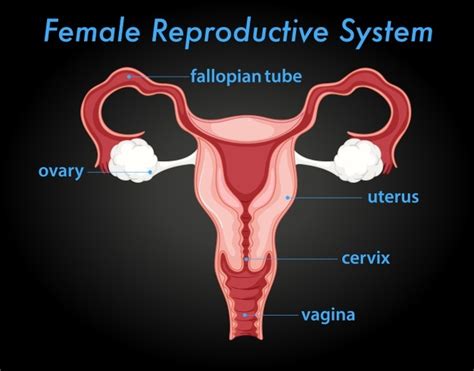 Diagrama Del Sistema Reproductor Femenino Vector Gratis