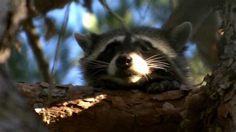 Funny Talking Raccoon From Iucn Love Not Loss Campaign Youtube