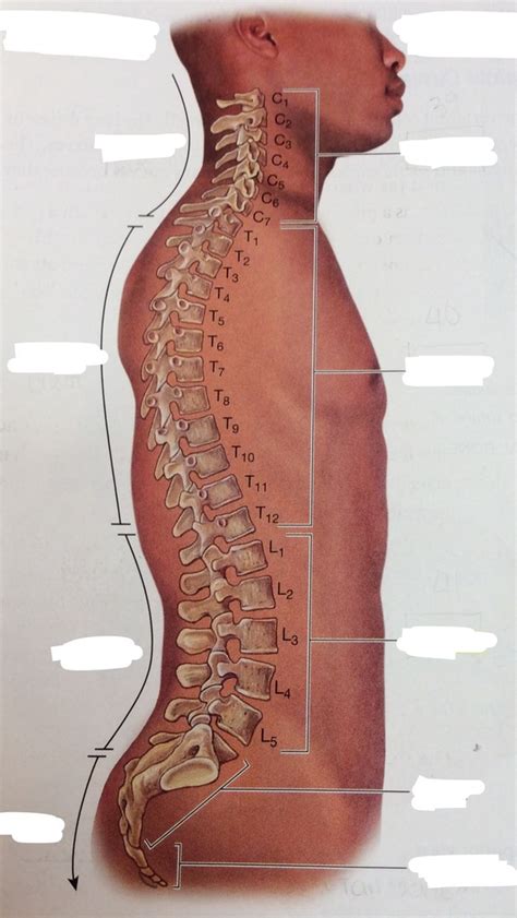 Back Bones Diagram Quizlet