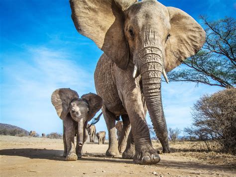 Poaching Leaves Elephant Daughters In Charge The New York Times