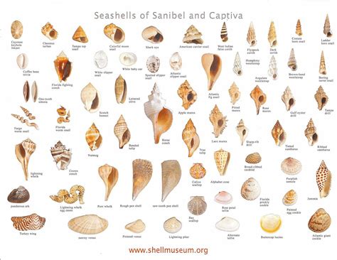 Chart Of Seashells Sanibel Shells Sea Shells Shell Art