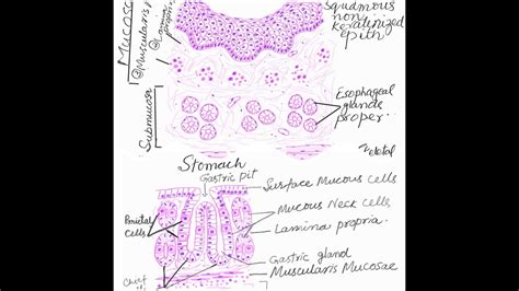 Learn To Make Esophagus And Stomach Histology Diagrams YouTube