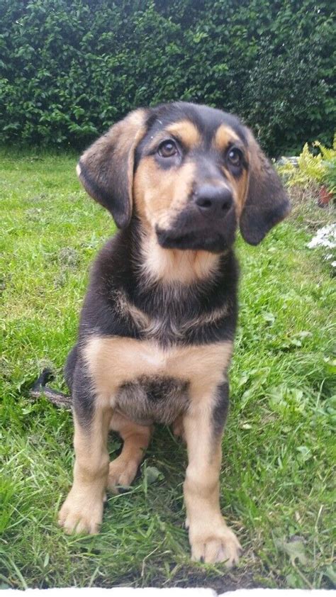 Beautiful Female Puppy Polish Hound X German Shepherd In Blackburn