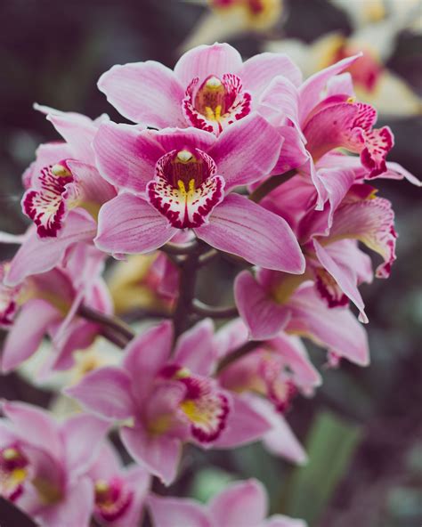 How To Care For Cymbidium Orchids Plant Zone Direct