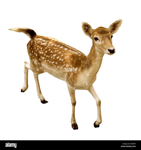 Female Sika Deer Isolated On White Background Stock Photo Alamy