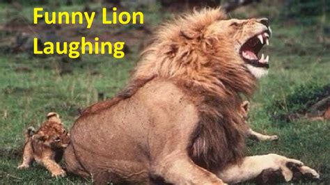 Amazing Funny Lions Video 2019 Funnylionfunnylions