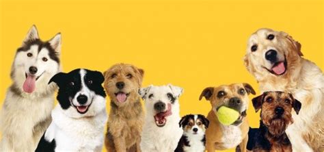 10 Facts About Dogs Trust Fact File