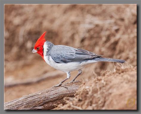Red Crested Cardinal Foraging In The Mountains Above The Na Pali Coast