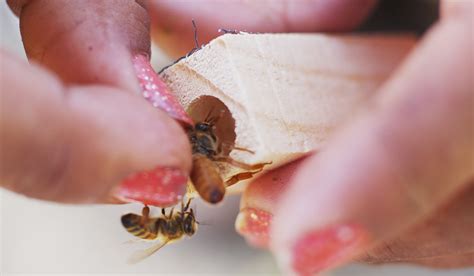 Queen Mating Yards Olivarez Honey Bees Inc