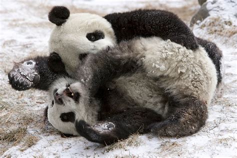 Panda Friends