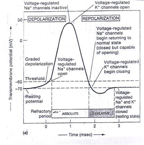1timing Diagram Of Action Potential In General Usually In Skeletal