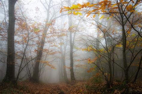 Bosque otoñal Imagen & Foto | niebla, otoño, galicia Fotos de fotocommunity