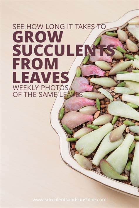 Maybe you would like to learn more about one of these? Succulent Leaf Propagation -- Week by Week | Succulent ...