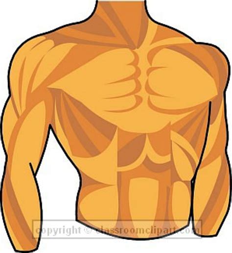 Chest Clipart Human And Other Clipart Images On Cliparts Pub™