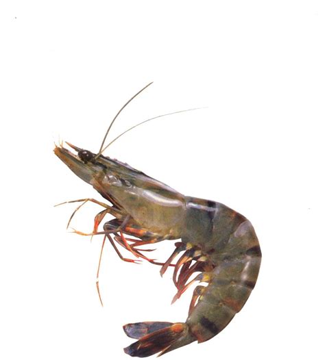gambar bungkuk udang