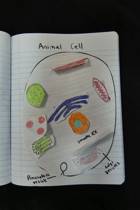 Cell Parts And Function Activities For Middle School Teaching Science