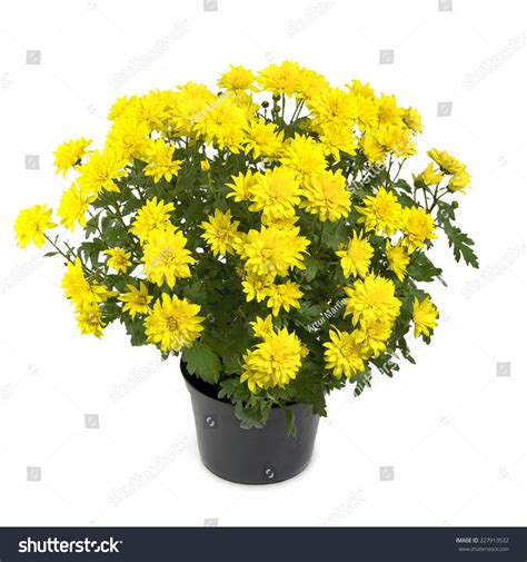 Yellow Chrysanthemum Flower Plant Pot Stock Photo 227913532 Shutterstock