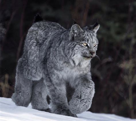 Polydactyl is most commonly found on the front paws. The enormous paws of the Canada Lynx. : pics