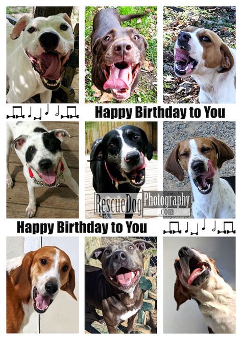 Rescue Dogs Singing Happy Birthday Card Rescue Dog Photography