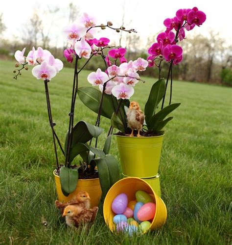 Baskets, pots, window boxes & saucers. DIY Orchid Inspiration | Diy orchids, Orchids, Orchid pot