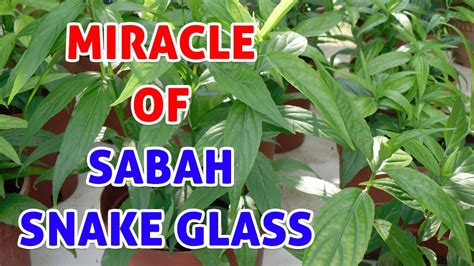 See more of sabah snake grass on facebook. Sabah Snake Grass Miracle Health Benefits! - YouTube