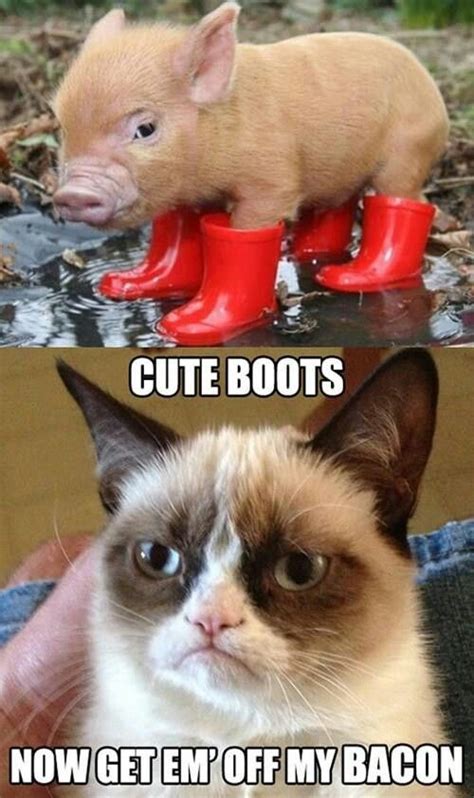 Cute Boots Now Get Them Off My Bacon Grumpy Cat Quotes
