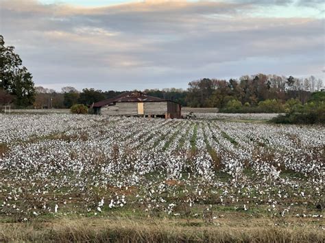 Cotton Field At Dusk Smithsonian Photo Contest Smithsonian Magazine