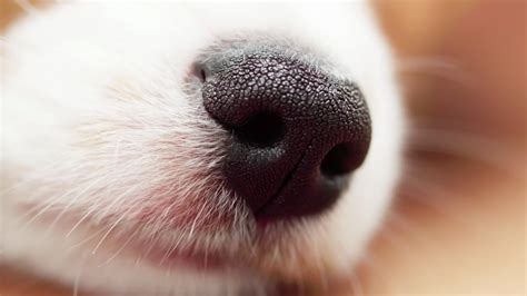 How Dogs Have Such A Strong Sense Of Smell •