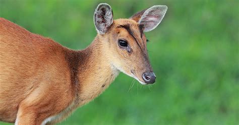 A muntjac, almost the world's smallest deer (so cute). How and where to spot Muntjac Deer in Harrow, London.