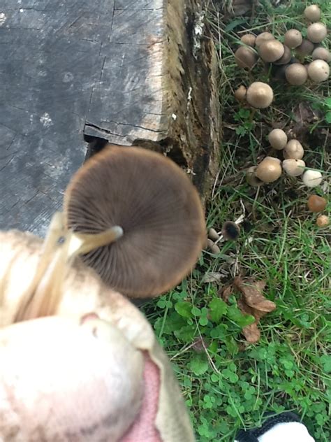 Need Help Identifying Mushrooms Mushroom Hunting And Identification