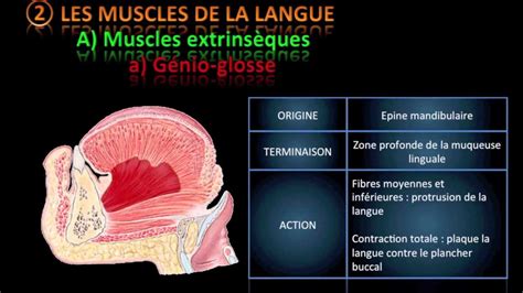 Bases Anatomiques De La Langue Youtube