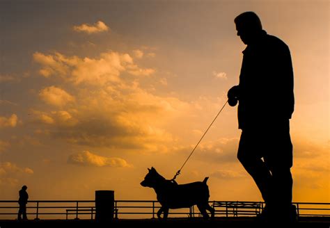 How To Safely Walk Your Dog At Night The Dog People By