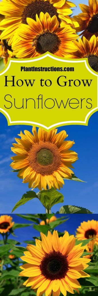 How To Grow Sunflowers In Your Garden Plant Instructions