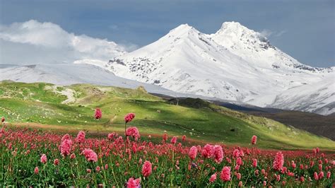Pink Flowers And Snowy Mountains Wallpaper Nature And Landscape