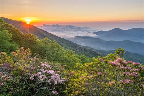 North Carolina Sunrise Mountain Laurel Stock Photo Image Of Foggy