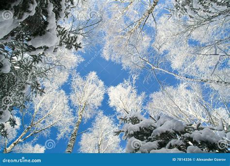 Blue Sky In Beautiful Winter Forest Stock Photo Image Of Season