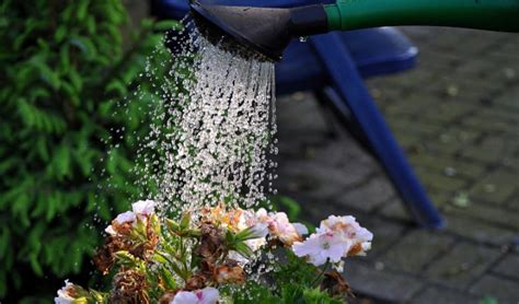 We have locations in baton rouge, new orleans, lafayette, shreveport & houston and provide guaranteed pest for arrow customers, just spraying for your pests is not the answer! How Much is Enough Water? | Walnut Ridge Nursery and ...