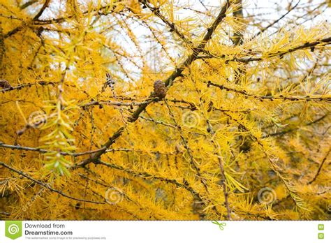 Yellow Larch Branch At Autumn Stock Image Image Of Foliage Macro