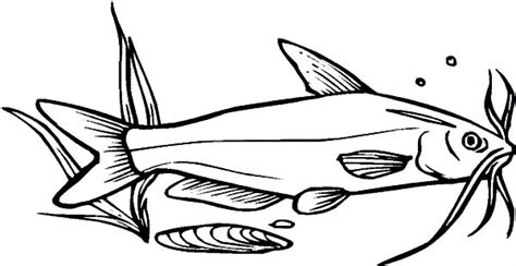Free printable catfish coloring pages. Catfish Coloring Pages : Best Place to Color